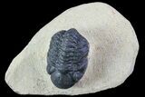 Bargain, Reedops Trilobite Fossil - Good Eye Facets #68658-1